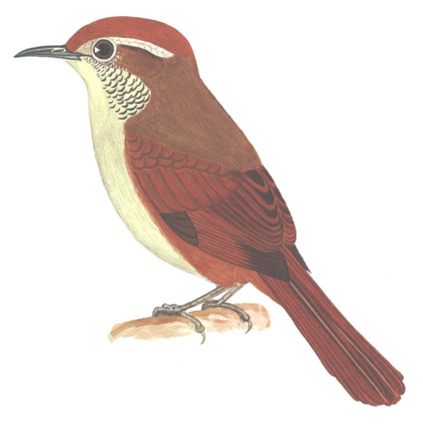 Historical image associated with Canebrake Groundcreeper