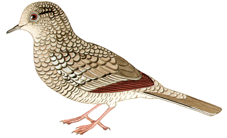 Historical image associated with Scaled Dove