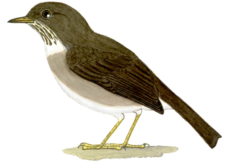 Historical image associated with Slaty Thrush