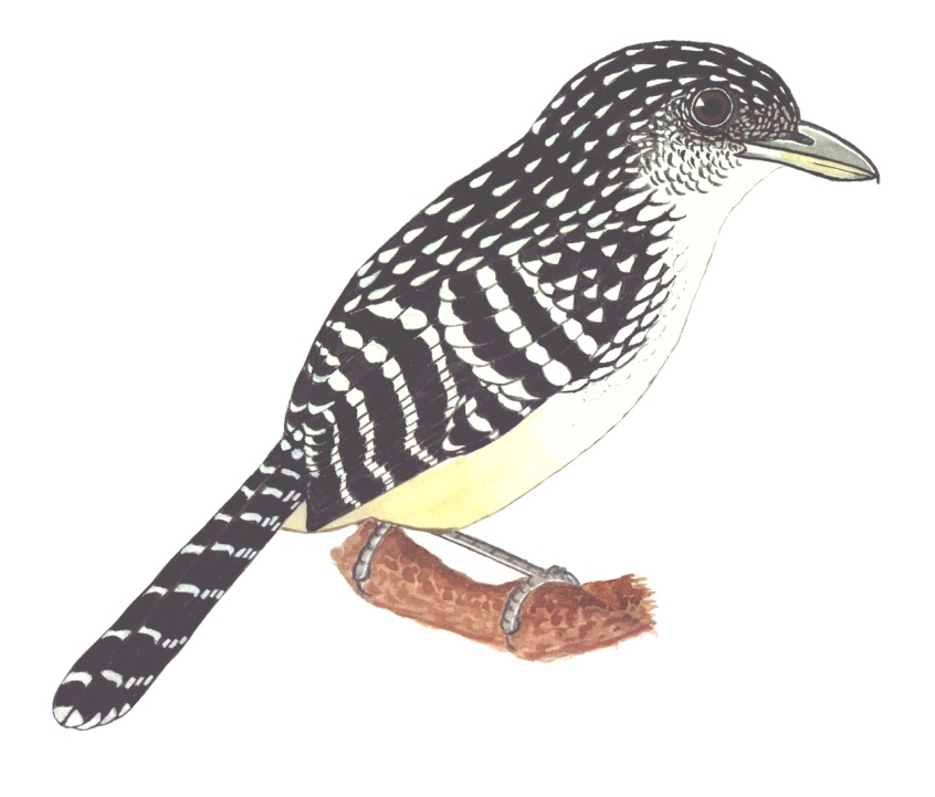 Historical image associated with Spot-backed Antshrike