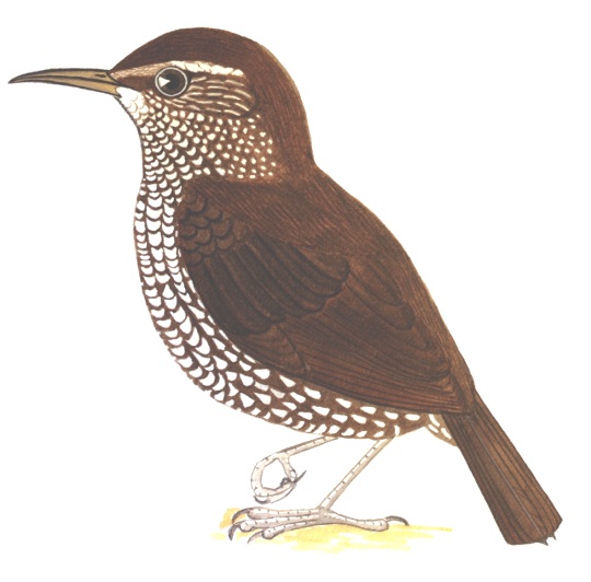 Historical image associated with Sharp-tailed Streamcreeper