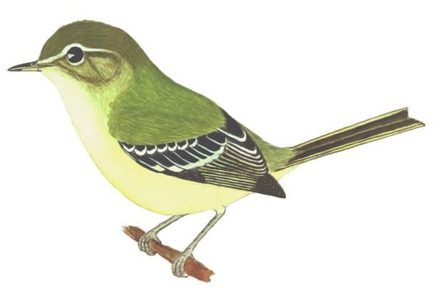 Historical image associated with Greenish Tyrannulet