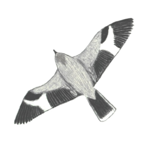 Historical image associated with Gray Monjita