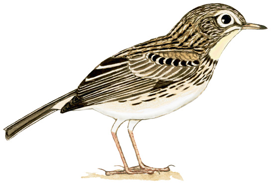 Historical image associated with Hellmayr's Pipit