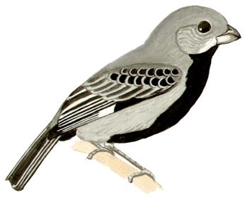 Historical image associated with Black-bellied Seedeater