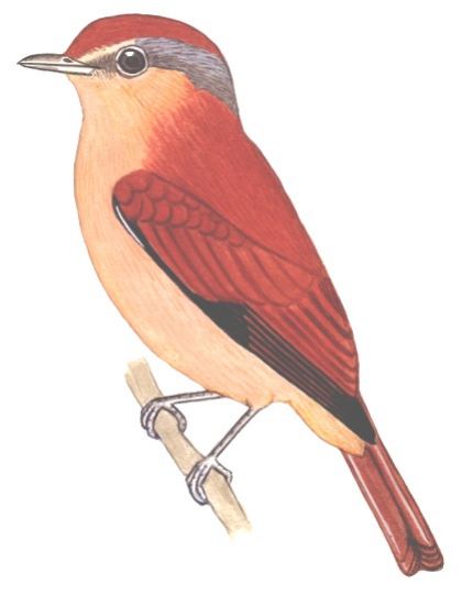 Historical image associated with Chestnut-crowned Becard