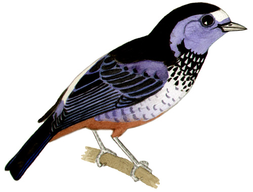 Historical image associated with Opal-rumped Tanager