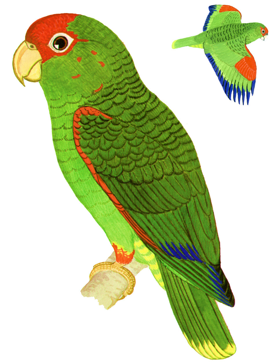 Historical image associated with Red-spectacled Parrot