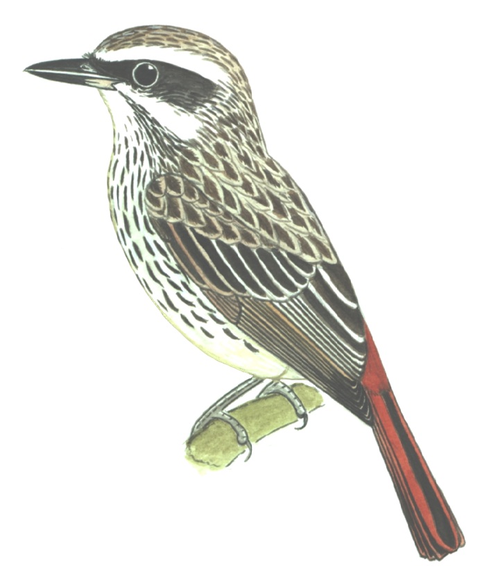 Historical image associated with Streaked Flycatcher