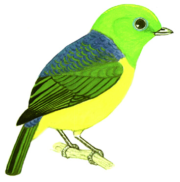 Historical image associated with Blue-naped Chlorophonia