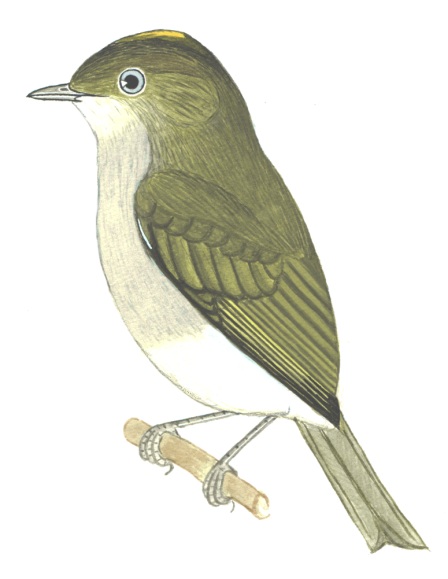 Historical image associated with Pale-bellied Tyrant-Manakin