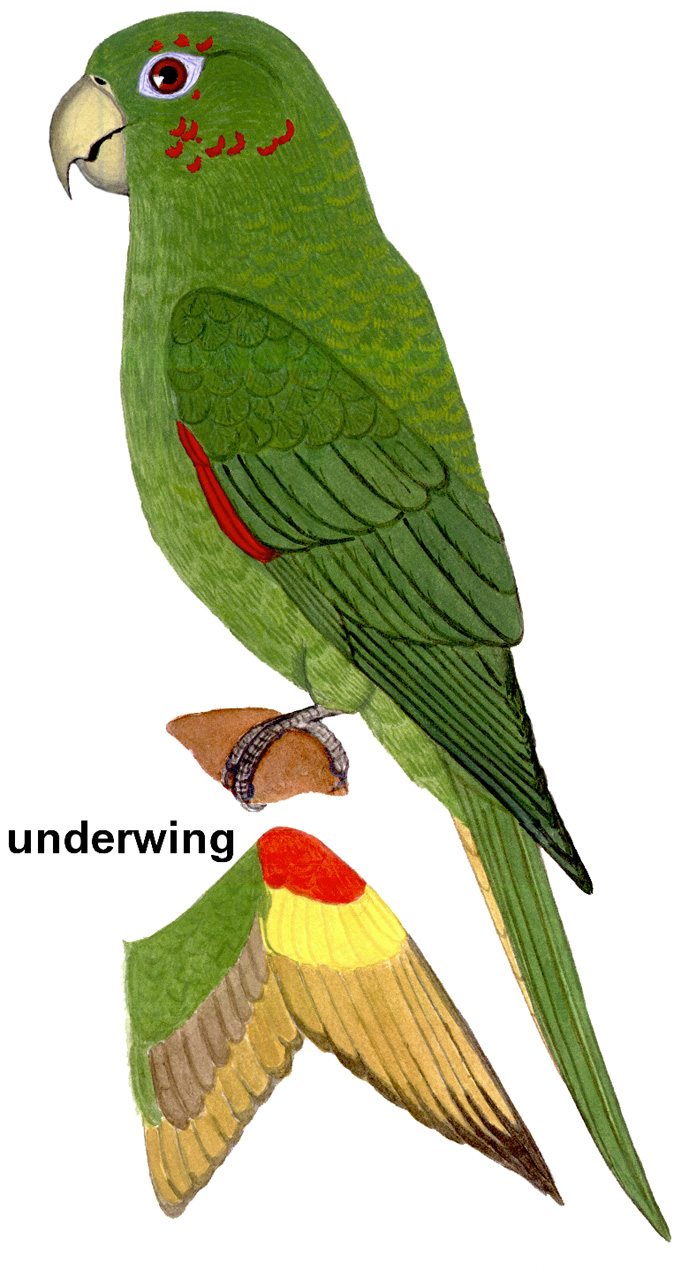 Historical image associated with White-eyed Parakeet