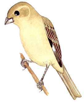 Historical image associated with Marsh Seedeater