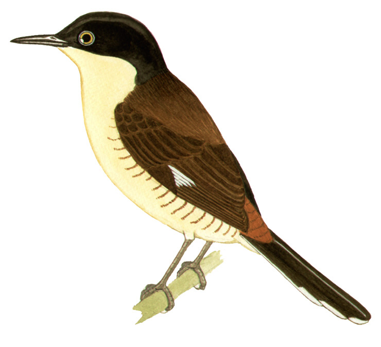 Historical image associated with Black-capped Donacobius