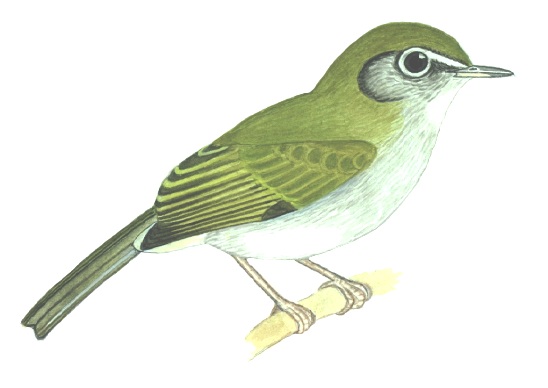 Historical image associated with Serra Do Mar Tyrannulet