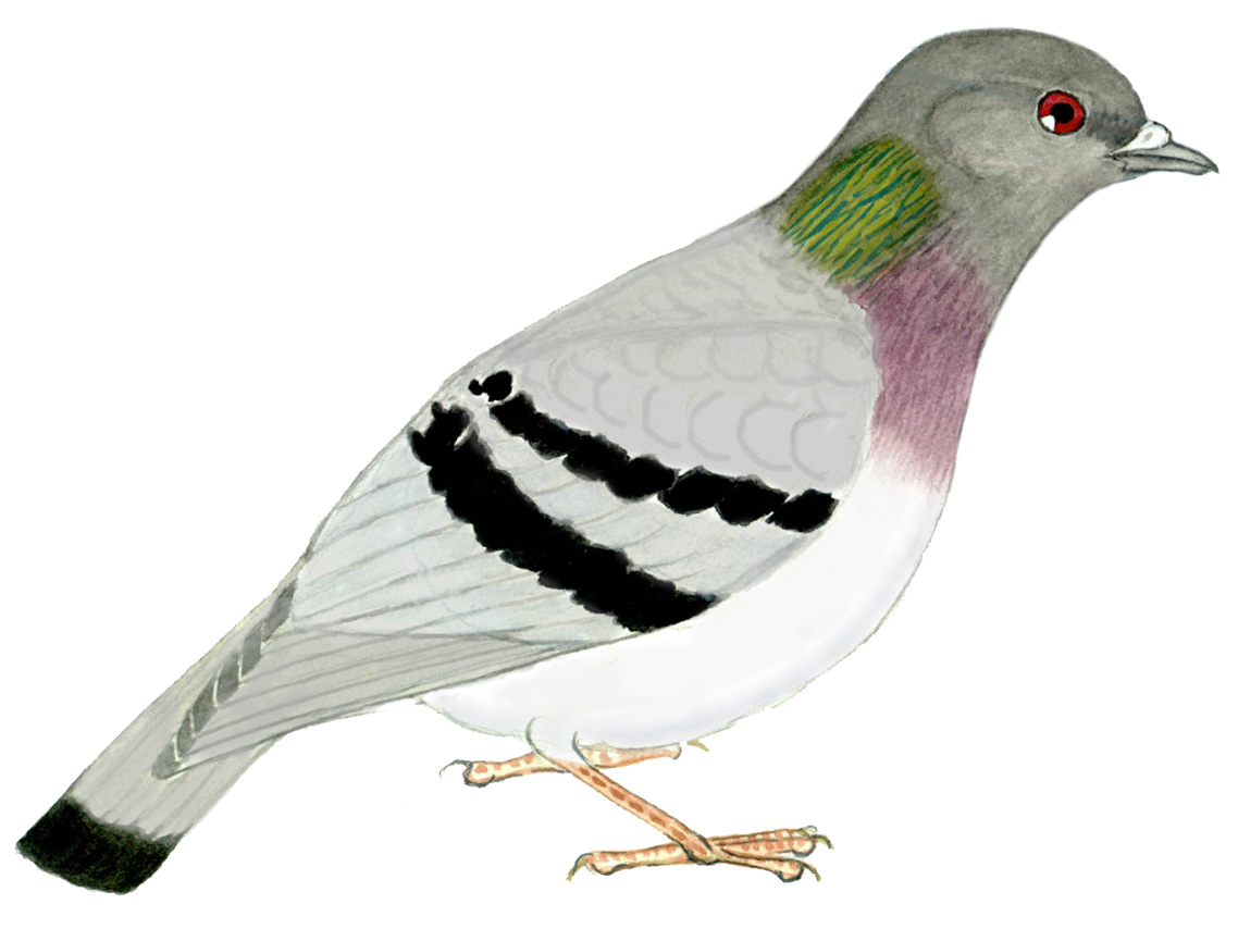 Historical image associated with Rock Dove