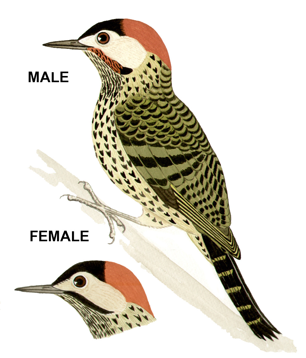 Historical image associated with Green-barred Woodpecker
