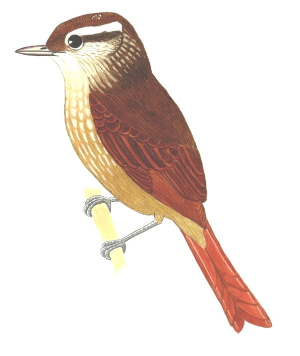 Historical image associated with White-browed Foliage-gleaner