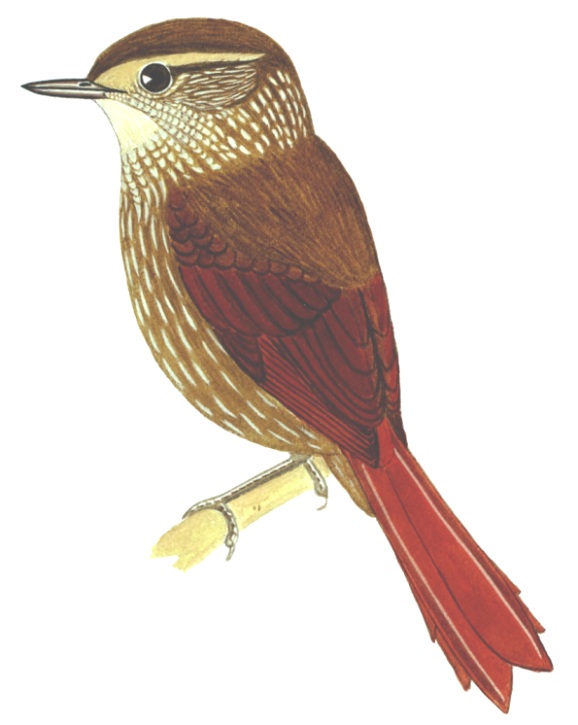 Historical image associated with Buff-browed Foliage-gleaner