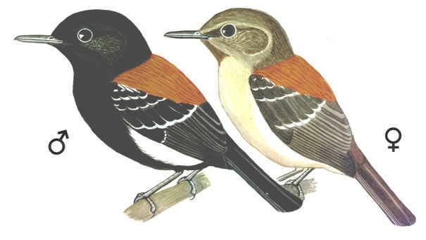 Historical image associated with Black-hooded Antwren