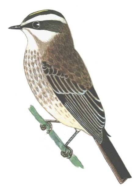 Historical image associated with Piratic Flycatcher