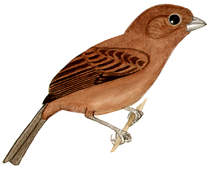 Historical image associated with Blackish-blue Seedeater