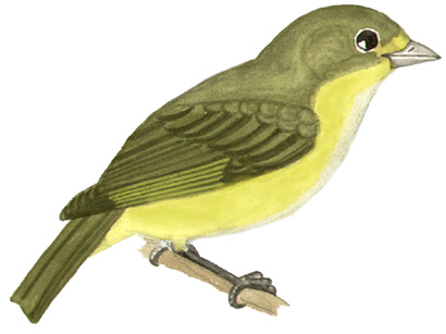 Historical image associated with Green-throated Euphonia