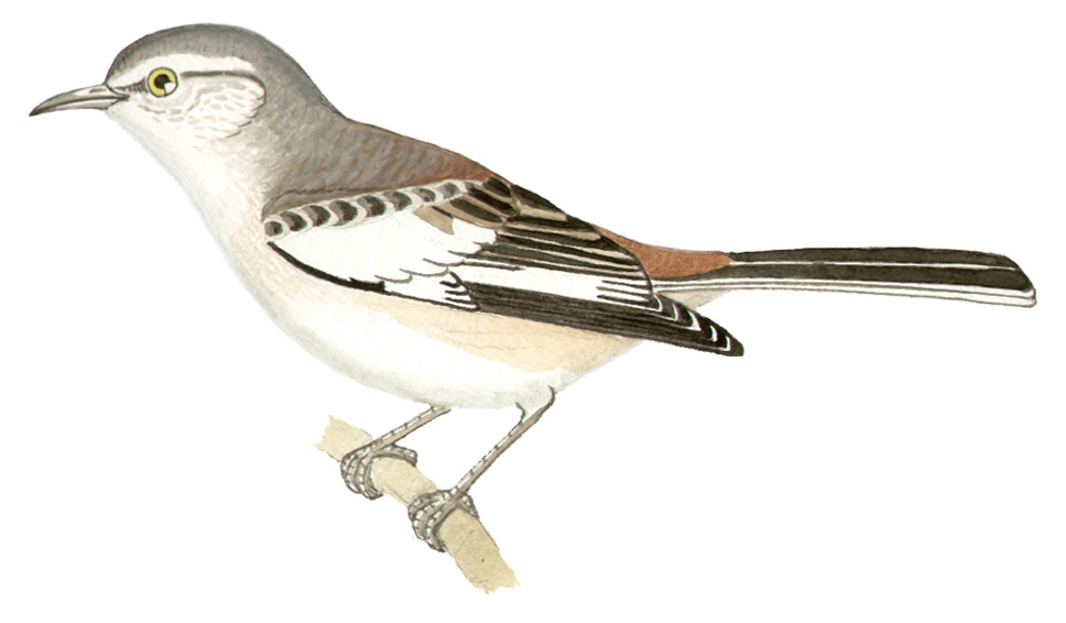 Historical image associated with White-banded Mockingbird