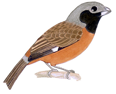 Historical image associated with Dark-throated Seedeater