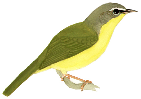 Historical image associated with Masked Yellowthroat