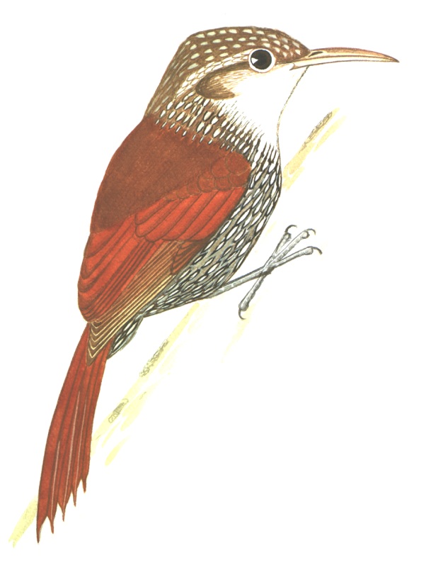 Historical image associated with Scaled Woodcreeper