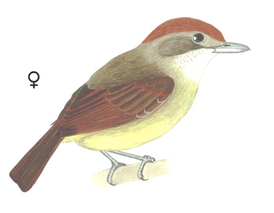 Historical image associated with Plain Antvireo