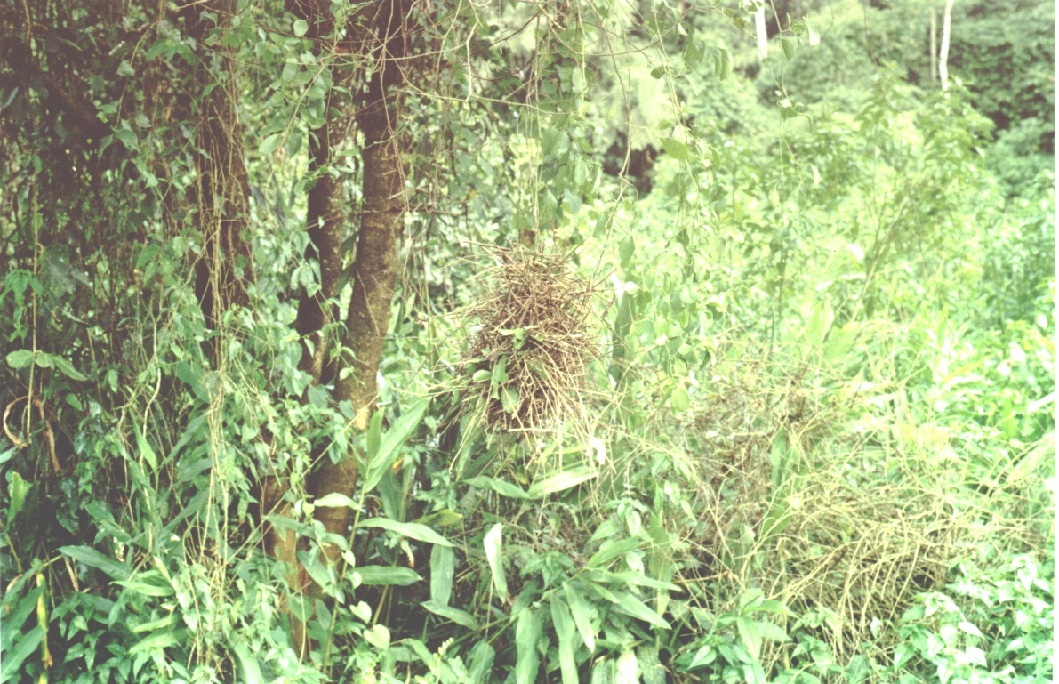Historical image associated with Red-eyed Thornbird