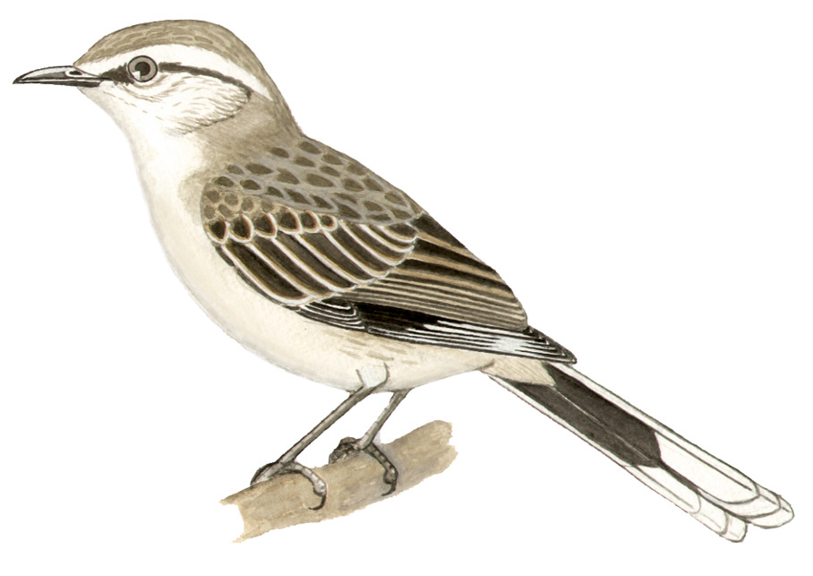 Historical image associated with Chalk-browed Mockingbird