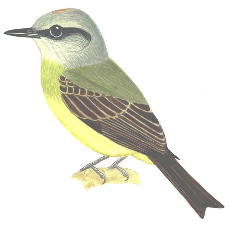 Historical image associated with Tropical Kingbird