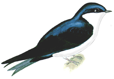 Historical image associated with Blue-and-white Swallow