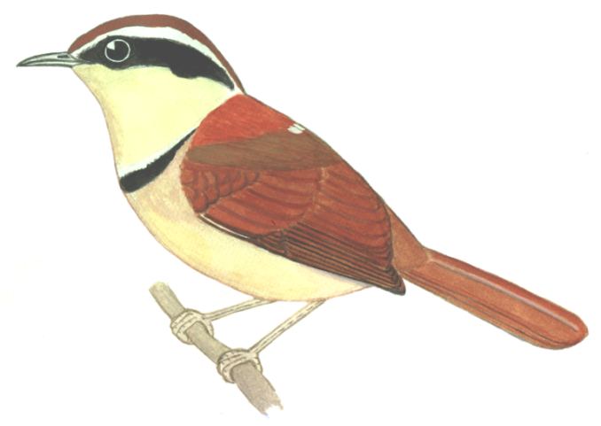 Historical image associated with Collared Crescentchest