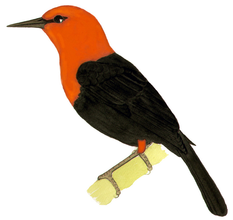 Historical image associated with Scarlet-headed Blackbird