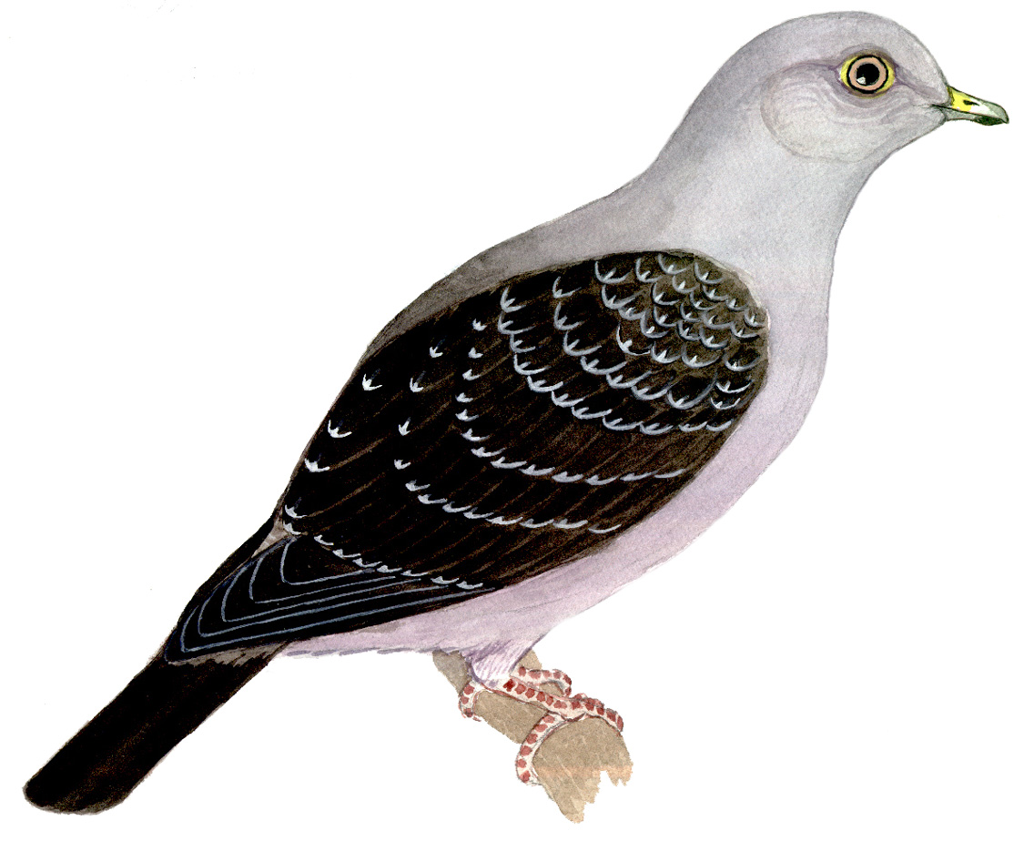 Historical image associated with Spot-winged Pigeon