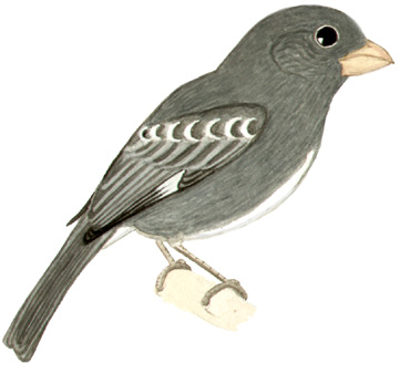 Historical image associated with Temminck's Seedeater
