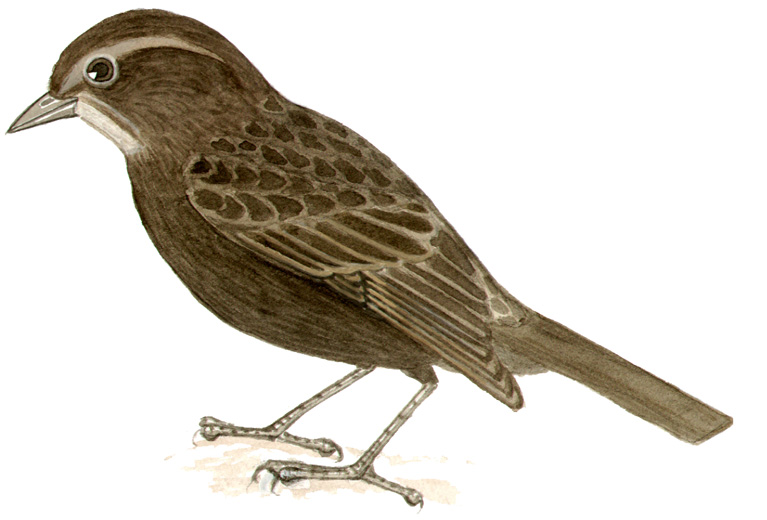 Historical image associated with Shiny Cowbird