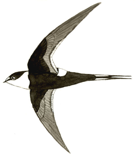 Historical image 11308