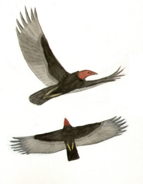 Historical image 11829