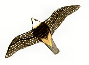 Historical image 2819