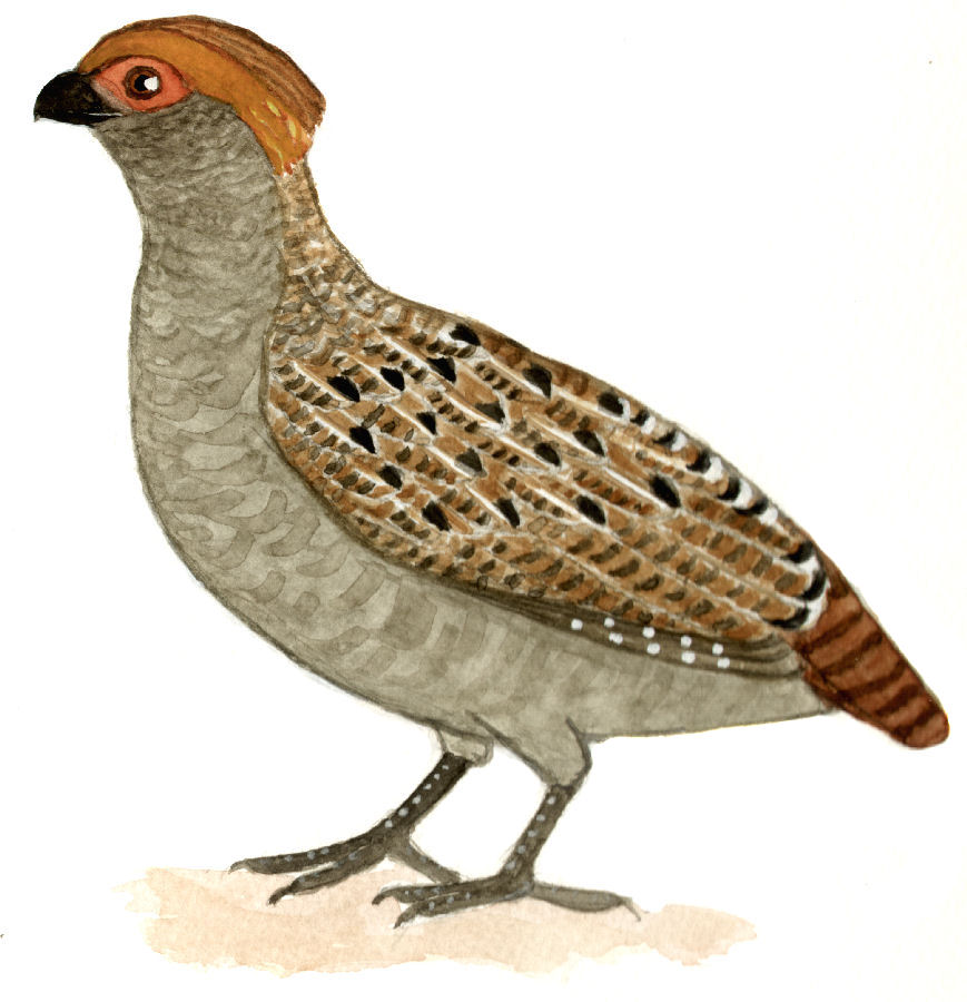Spot-winged Wood-Quail, from Disc 1 · 2011