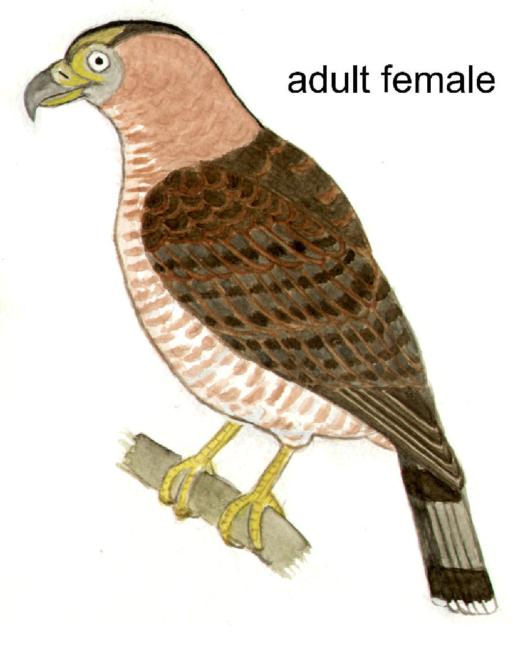 Hook-billed Kite, from Disc 1 · 2011