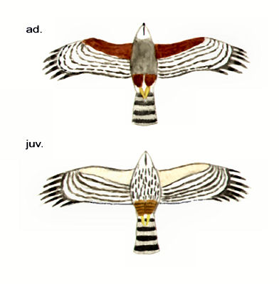 Historical image 6102