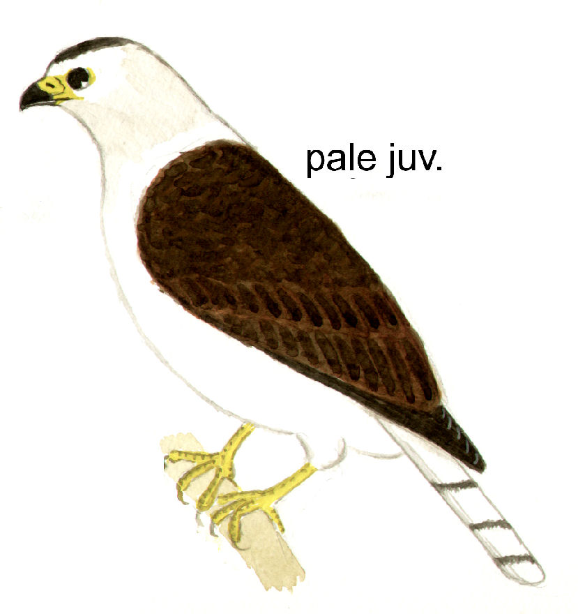 Historical image 6616