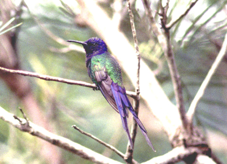 Historical image 7032