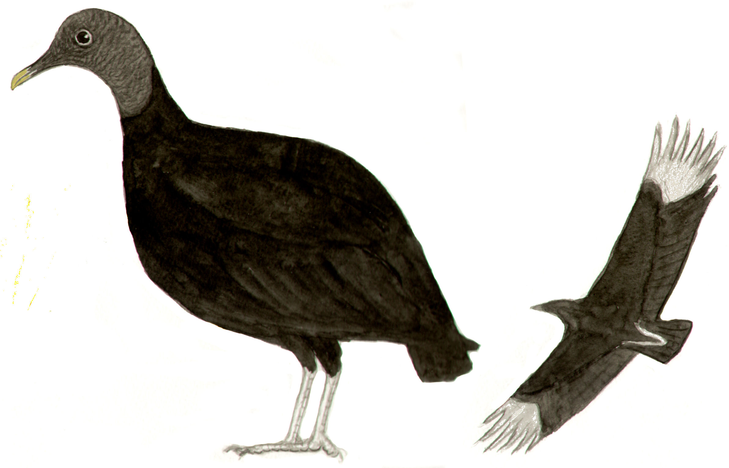 Historical image 7354